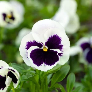 White Blotch Pansy Seeds - 25 Pack - Cold Resistant, Open-Pollinating, Self-Pollinating - Image 3