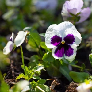 White Blotch Pansy Seeds - 25 Pack - Cold Resistant, Open-Pollinating, Self-Pollinating - Image 4