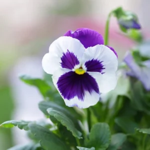 White Blotch Pansy Seeds - 25 Pack - Cold Resistant, Open-Pollinating, Self-Pollinating - Image 5