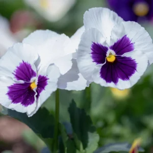 White Blotch Pansy Seeds - 25 Pack - Cold Resistant, Open-Pollinating, Self-Pollinating - Image 6