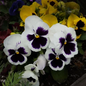 White Blotch Pansy Seeds - 25 Pack - Cold Resistant, Open-Pollinating, Self-Pollinating - Image 7
