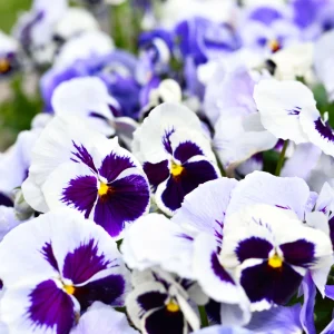 White Blotch Pansy Seeds - 25 Pack - Cold Resistant, Open-Pollinating, Self-Pollinating - Image 8