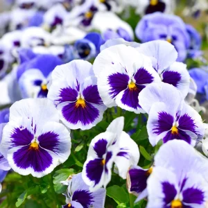 White Blotch Pansy Seeds - 25 Pack - Cold Resistant, Open-Pollinating, Self-Pollinating - Image 9