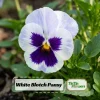 White Blotch Pansy Seeds - 25 Pack - Cold Resistant, Open-Pollinating, Self-Pollinating - Image 1