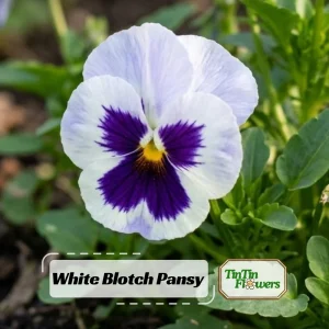White Blotch Pansy Seeds - 25 Pack - Cold Resistant, Open-Pollinating, Self-Pollinating - Image 1