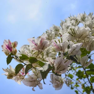 White Bougainvillea Seeds - Tropical Climbing Vine - 20 Seeds - Full Sun - Image 10