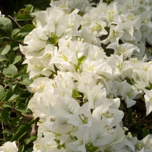 White Bougainvillea Seeds - Tropical Climbing Vine - 20 Seeds - Full Sun - Image 11