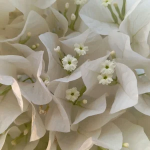 White Bougainvillea Seeds - Tropical Climbing Vine - 20 Seeds - Full Sun - Image 2