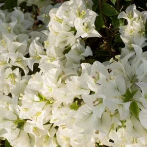 White Bougainvillea Seeds - Tropical Climbing Vine - 20 Seeds - Full Sun - Image 3
