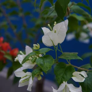 White Bougainvillea Seeds - Tropical Climbing Vine - 20 Seeds - Full Sun - Image 4