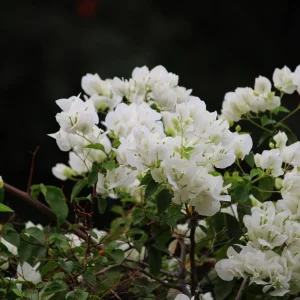 White Bougainvillea Seeds - Tropical Climbing Vine - 20 Seeds - Full Sun - Image 5