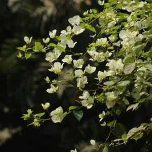 White Bougainvillea Seeds - Tropical Climbing Vine - 20 Seeds - Full Sun - Image 6