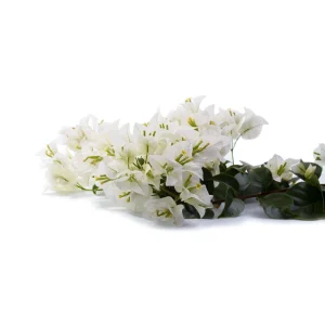 White Bougainvillea Seeds - Tropical Climbing Vine - 20 Seeds - Full Sun - Image 7