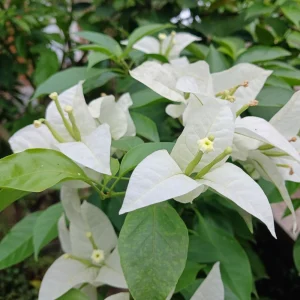 White Bougainvillea Seeds - Tropical Climbing Vine - 20 Seeds - Full Sun - Image 8