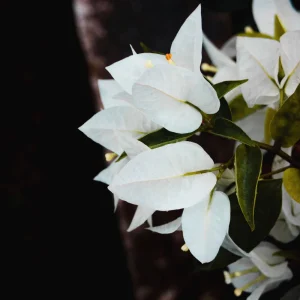White Bougainvillea Seeds - Tropical Climbing Vine - 20 Seeds - Full Sun - Image 9