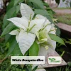 White Bougainvillea Seeds - Tropical Climbing Vine - 20 Seeds - Full Sun - Image 1