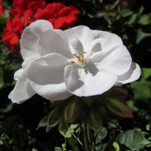White Geranium Seeds - Pelargonium x hortorum - 20 Seeds - Pure White Blooms - Image 10