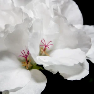 White Geranium Seeds - Pelargonium x hortorum - 20 Seeds - Pure White Blooms - Image 11