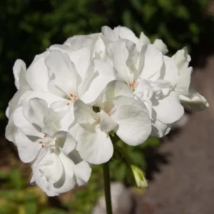 White Geranium Seeds - Pelargonium x hortorum - 20 Seeds - Pure White Blooms - Image 2