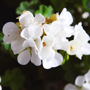 White Geranium Seeds - Pelargonium x hortorum - 20 Seeds - Pure White Blooms - Image 3