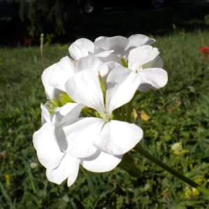 White Geranium Seeds - Pelargonium x hortorum - 20 Seeds - Pure White Blooms - Image 4