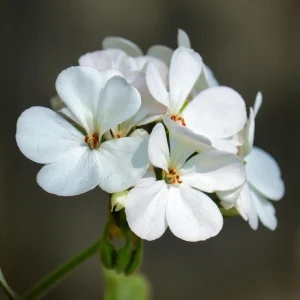 White Geranium Seeds - Pelargonium x hortorum - 20 Seeds - Pure White Blooms - Image 5