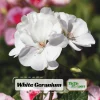 White Geranium Seeds - Pelargonium x hortorum - 20 Seeds - Pure White Blooms - Image 1