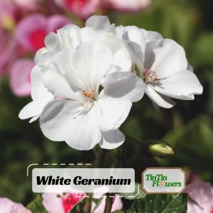 White Geranium Seeds - Pelargonium x hortorum - 20 Seeds - Pure White Blooms - Image 1