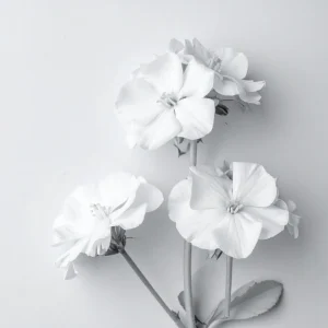 White Geranium Seeds - Pelargonium x hortorum - 20 Seeds - Pure White Blooms - Image 6