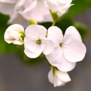White Geranium Seeds - Pelargonium x hortorum - 20 Seeds - Pure White Blooms - Image 7