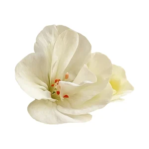 White Geranium Seeds - Pelargonium x hortorum - 20 Seeds - Pure White Blooms - Image 8