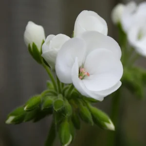 White Geranium Seeds - Pelargonium x hortorum - 20 Seeds - Pure White Blooms - Image 9
