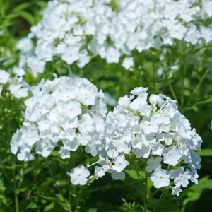 White Hardy Tall Phlox Seeds - 25 Seeds - Cold & Drought Resistant - Outdoor - Image 10
