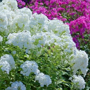White Hardy Tall Phlox Seeds - 25 Seeds - Cold & Drought Resistant - Outdoor - Image 11