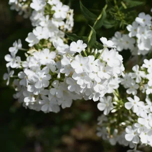 White Hardy Tall Phlox Seeds - 25 Seeds - Cold & Drought Resistant - Outdoor - Image 12