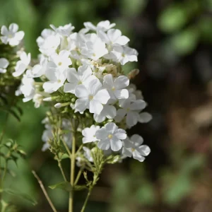 White Hardy Tall Phlox Seeds - 25 Seeds - Cold & Drought Resistant - Outdoor - Image 13