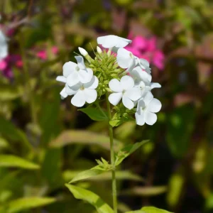 White Hardy Tall Phlox Seeds - 25 Seeds - Cold & Drought Resistant - Outdoor - Image 14