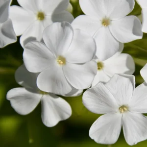 White Hardy Tall Phlox Seeds - 25 Seeds - Cold & Drought Resistant - Outdoor - Image 15