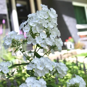 White Hardy Tall Phlox Seeds - 25 Seeds - Cold & Drought Resistant - Outdoor - Image 16