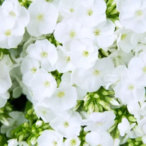 White Hardy Tall Phlox Seeds - 25 Seeds - Cold & Drought Resistant - Outdoor - Image 17
