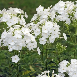 White Hardy Tall Phlox Seeds - 25 Seeds - Cold & Drought Resistant - Outdoor - Image 18
