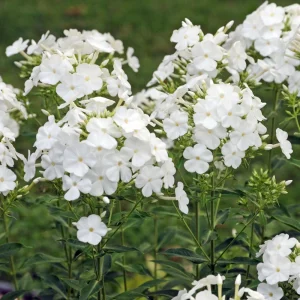 White Hardy Tall Phlox Seeds - 25 Seeds - Cold & Drought Resistant - Outdoor - Image 19