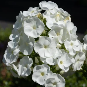 White Hardy Tall Phlox Seeds - 25 Seeds - Cold & Drought Resistant - Outdoor - Image 2