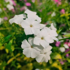 White Hardy Tall Phlox Seeds - 25 Seeds - Cold & Drought Resistant - Outdoor - Image 20