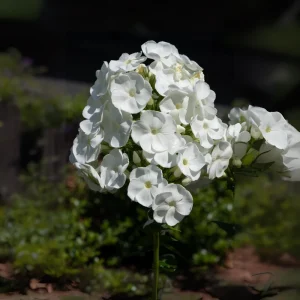 White Hardy Tall Phlox Seeds - 25 Seeds - Cold & Drought Resistant - Outdoor - Image 3