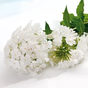 White Hardy Tall Phlox Seeds - 25 Seeds - Cold & Drought Resistant - Outdoor - Image 4