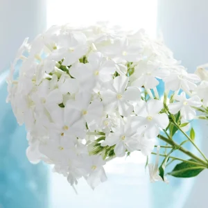 White Hardy Tall Phlox Seeds - 25 Seeds - Cold & Drought Resistant - Outdoor - Image 5