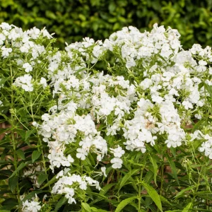 White Hardy Tall Phlox Seeds - 25 Seeds - Cold & Drought Resistant - Outdoor - Image 6