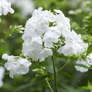White Hardy Tall Phlox Seeds - 25 Seeds - Cold & Drought Resistant - Outdoor - Image 7