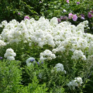White Hardy Tall Phlox Seeds - 25 Seeds - Cold & Drought Resistant - Outdoor - Image 8